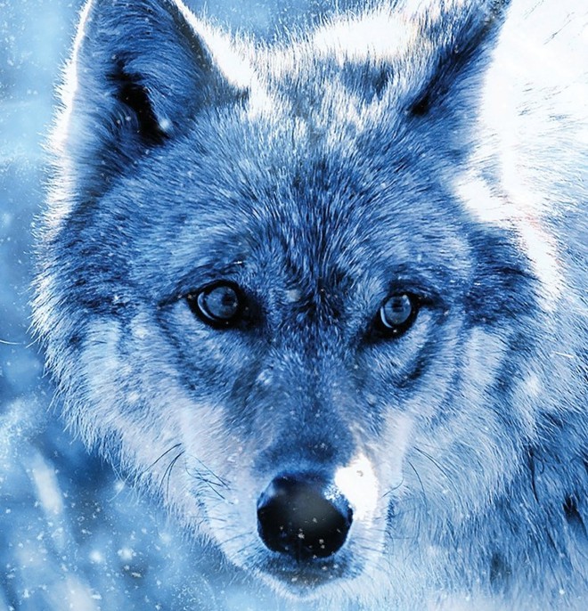 cor azul lobo simbolo